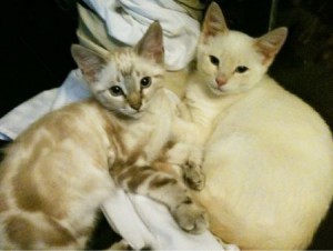 My Cats