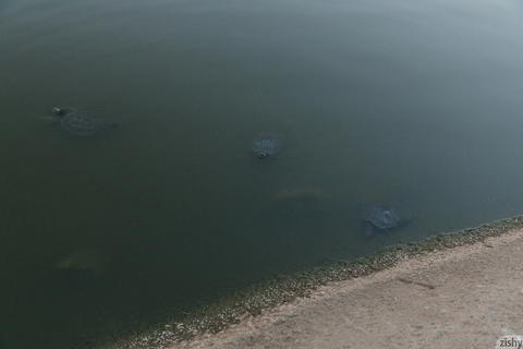 Zishy - Kayla Coyote Turtles All The Way Down Pictures. - photo 3 of 8