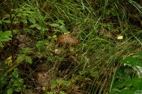 Zishy - Vlada Romashina Mushroom Hunting! - photo 2 of 8